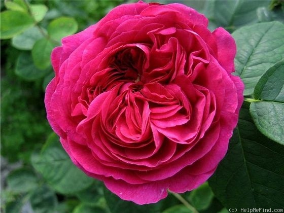 'Angelyna' rose photo