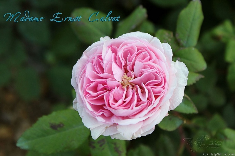 'Madame Ernst Calvat' rose photo