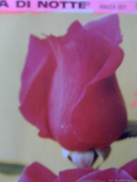 'Roma di Notte' rose photo