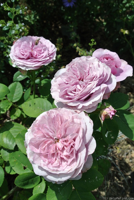 'Lavender Ice ®' rose photo