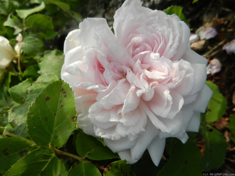 'Frau Karl Druschki X Cristata' rose photo
