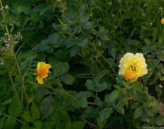 'Antibes' rose photo