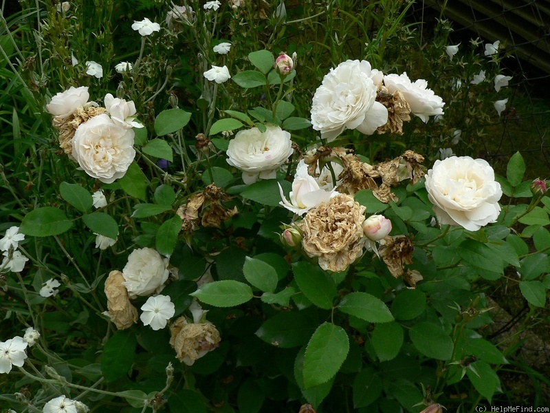 'Winchester Cathedral ®' rose photo
