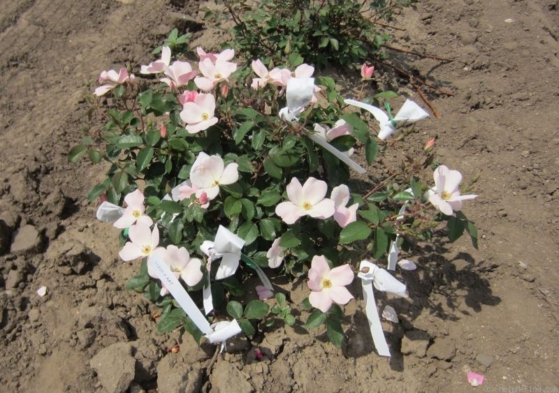 '11Z29' rose, click to enlarge '11Z29' rose photo