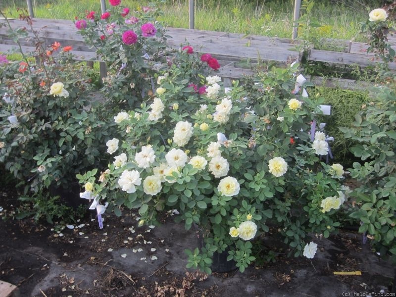 'YWP' rose, click to enlarge 'YWP' rose photo