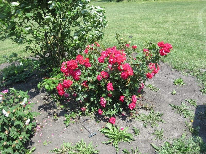 'KOWB' rose, click to enlarge 'KOWB' rose photo
