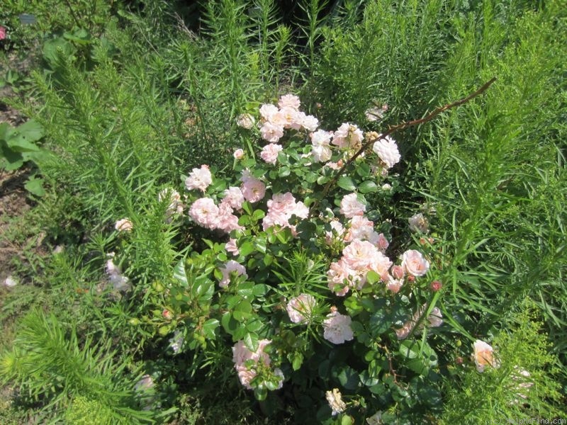 'OPCSEG' rose, click to enlarge 'OPCSEG' rose photo
