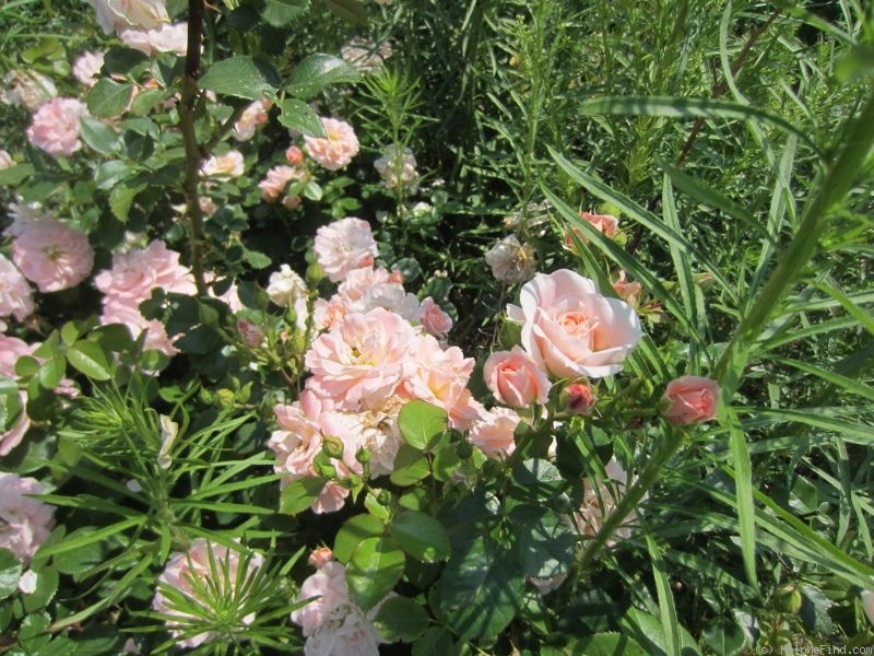 'OPCSEG' rose, click to enlarge 'OPCSEG' rose photo