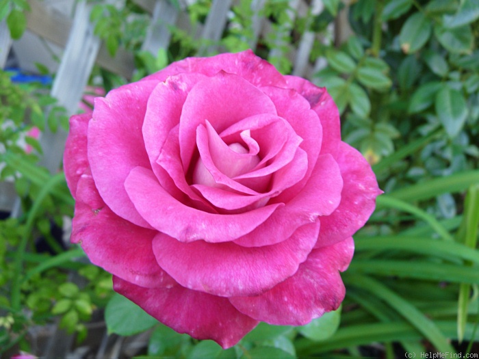 'Girl's Night Out' rose photo