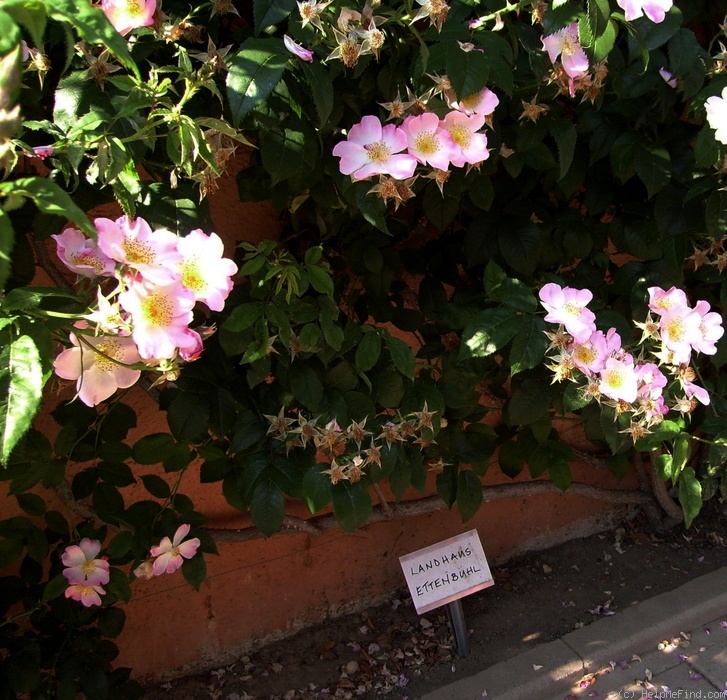 'Landhaus Ettenbühl' rose photo