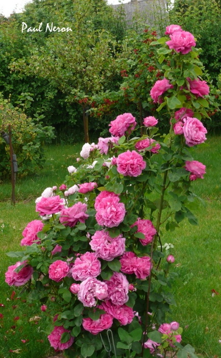 'Paul Néron' rose photo