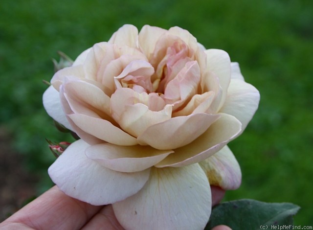 'Laika (shrub, Reister 2009)' rose photo