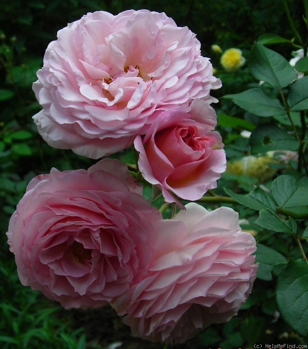 'James Galway' rose photo