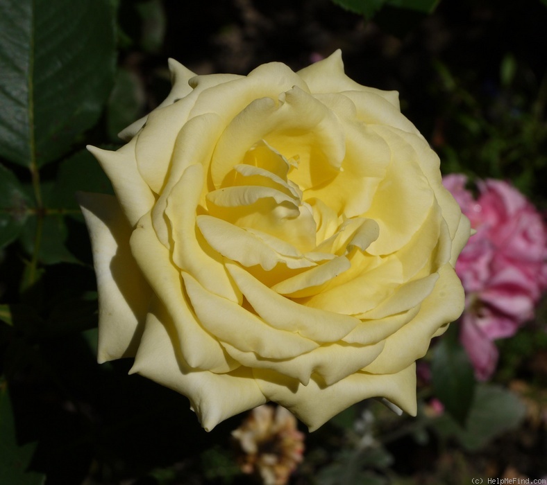'Elina ®' rose photo