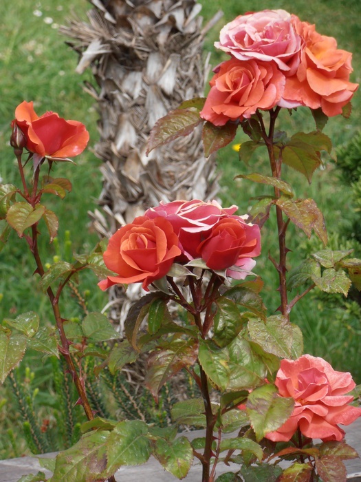 'Top Shelf' rose photo