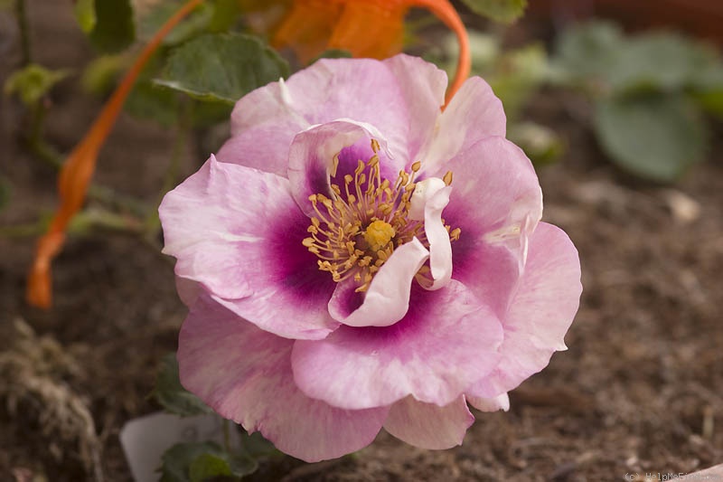 'Eyes for You ®' rose photo