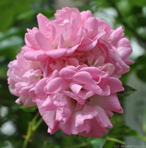 'Blushing Lucy' rose photo