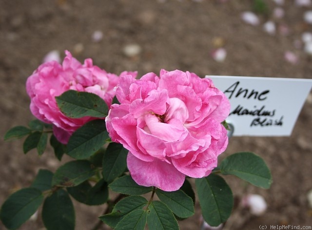 'Anne (alba, Asger, 2009)' rose photo