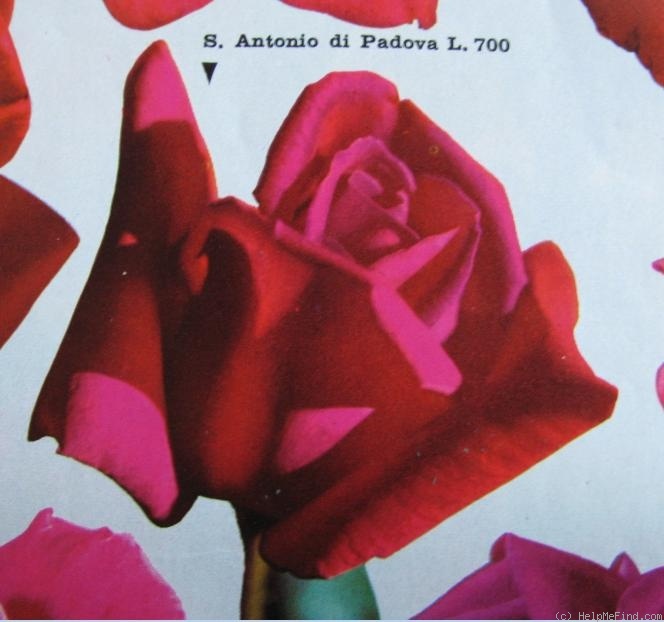 'Sant' Antonio di Padova' rose photo