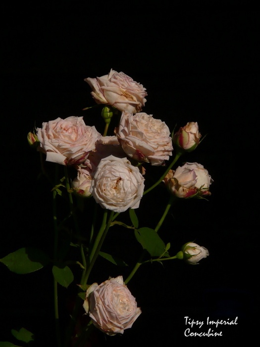 'Tipsy Imperial Concubine' rose photo