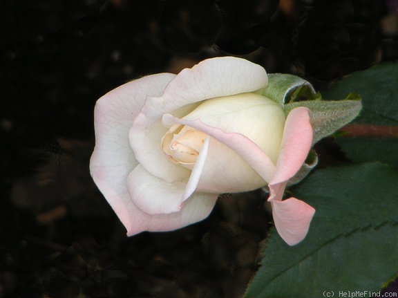 'X-Rated' rose photo