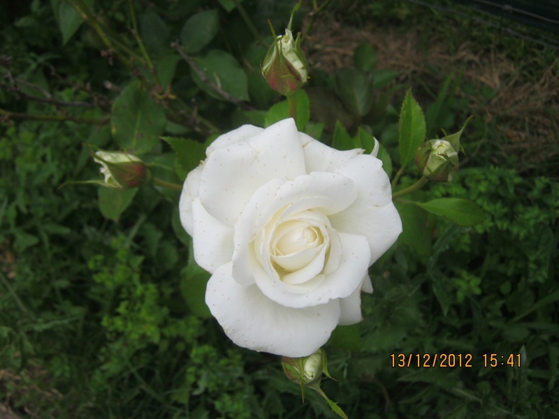'White Bouquet (floribunda, Kordes, 2007)' rose photo