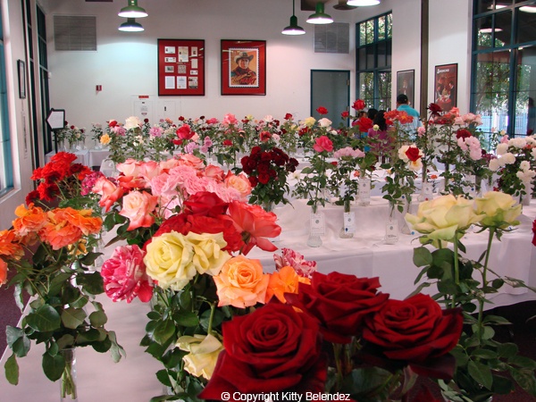 'Santa Clarita Valley Rose Society'  photo