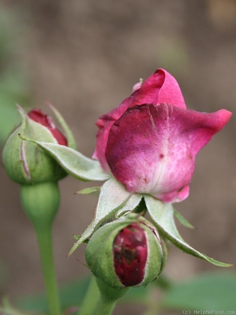 'Amiral Gravina' rose photo