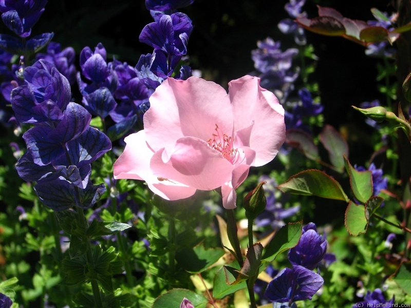 'Dainty Bess' rose photo