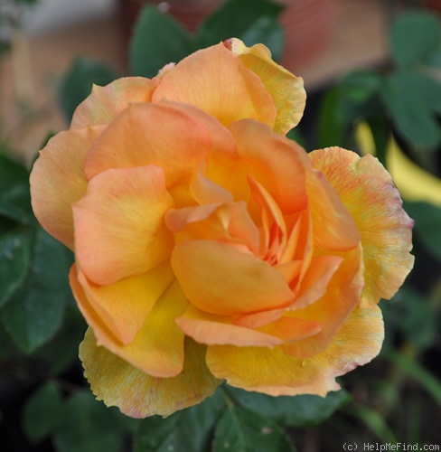 'Beryl Formby' rose photo