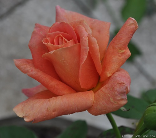 'Grimpant Bettina ®' rose photo