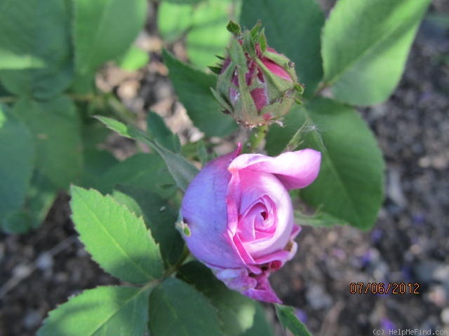 'Jana (gallica)' rose photo