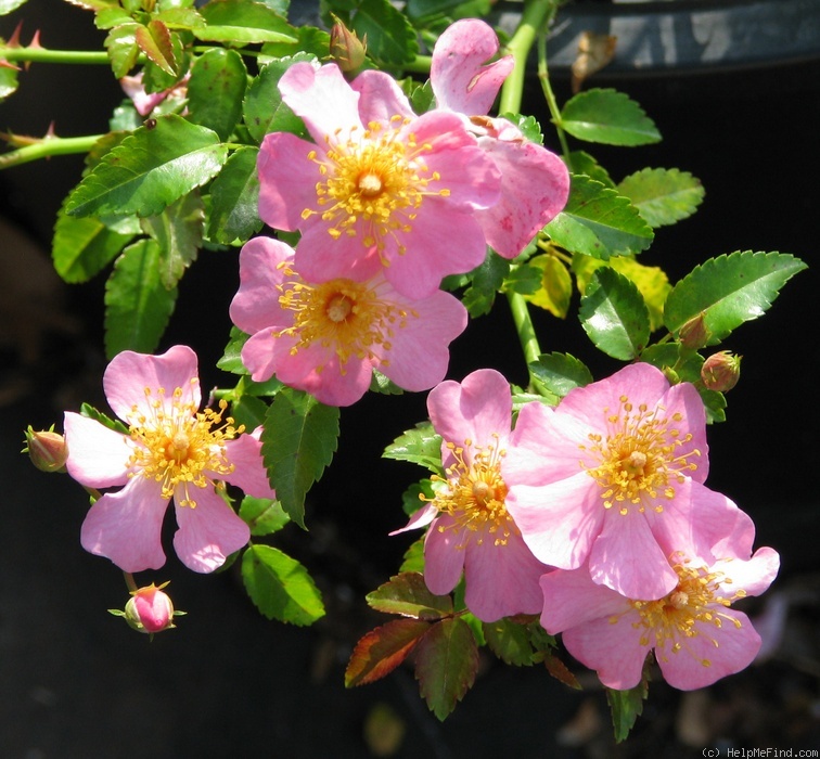 '06BG1' rose photo