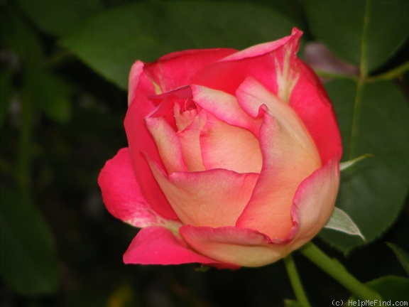 'Trump Card ™' rose photo