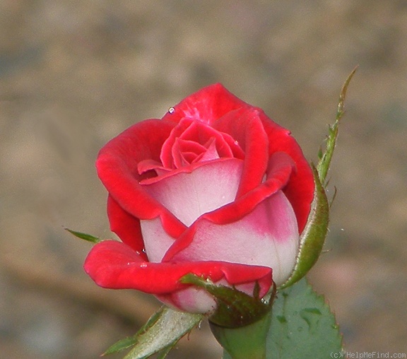 'Snow Ruby' rose, click to enlarge 'Snow Ruby' rose photo