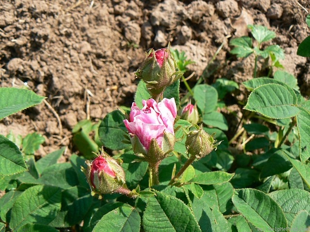 'Madame d'Hébray (gallica, Pradel, 1857)' rose photo