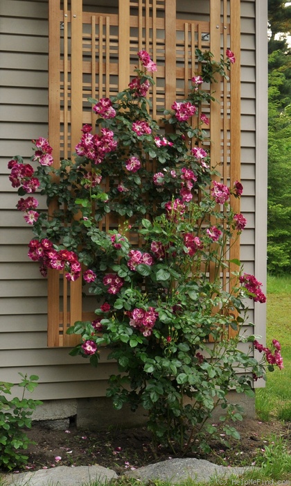 'Purple Splash ®' rose photo