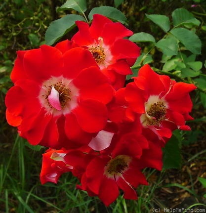 'Biddulph Grange' rose photo