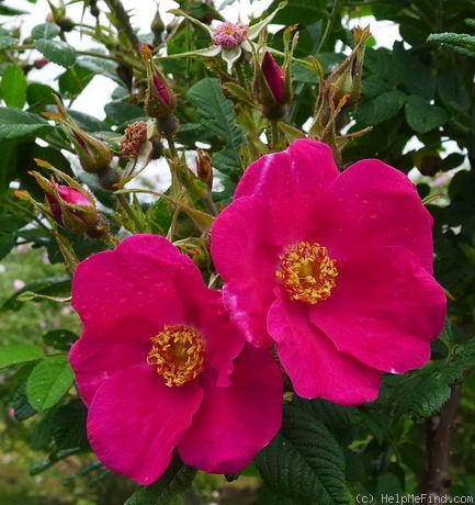 'Cibles' rose photo