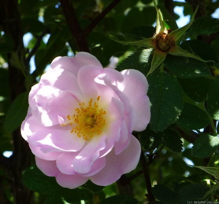 'Huldra' rose photo