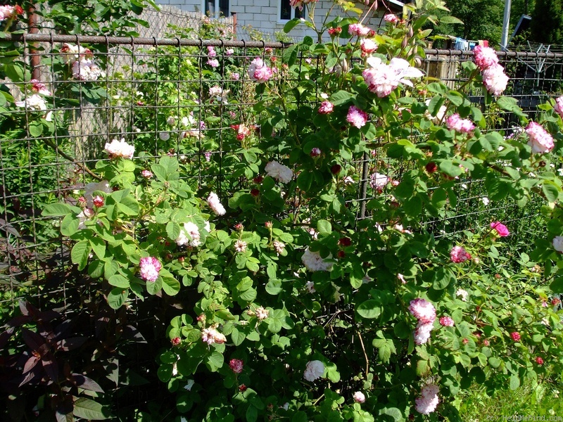 'Léda (damask, Unknown before 1818)' rose photo