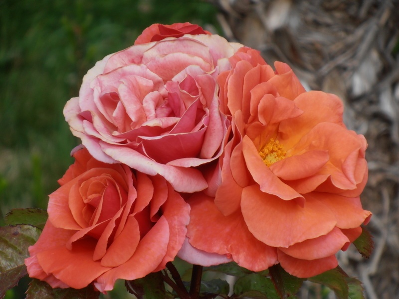 'Top Shelf' rose photo