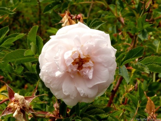 'Angelita ®' rose photo