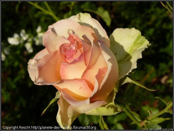 'Greta ® (shrub, Croix)' rose photo