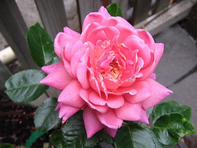 'Lady Trent' rose photo