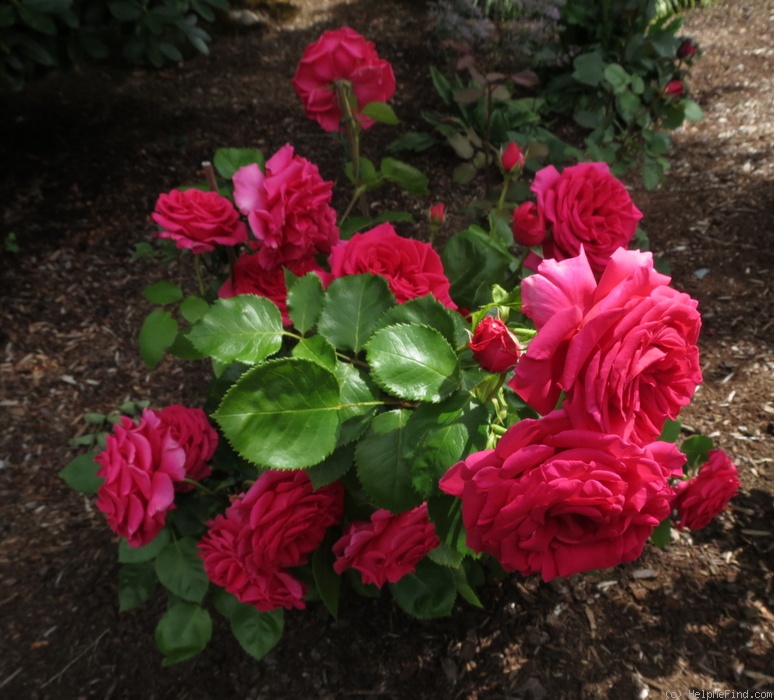 'Voluptuous!' rose, click to enlarge 'Voluptuous!' rose photo