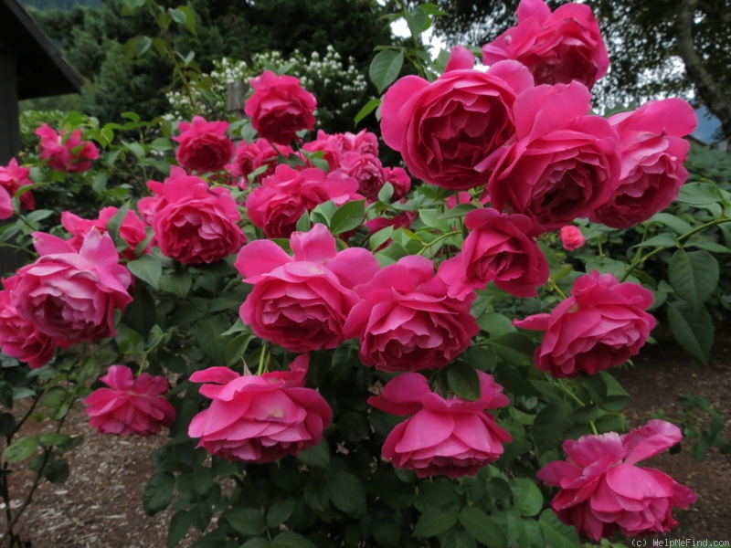 'Grande Dame' rose photo