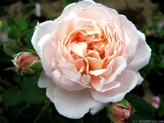 'Charming Blush' rose photo