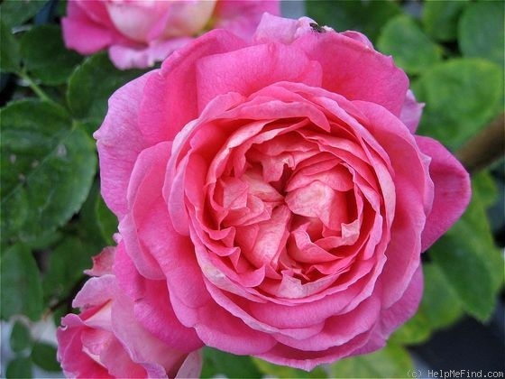'Dreaming Blush' rose photo