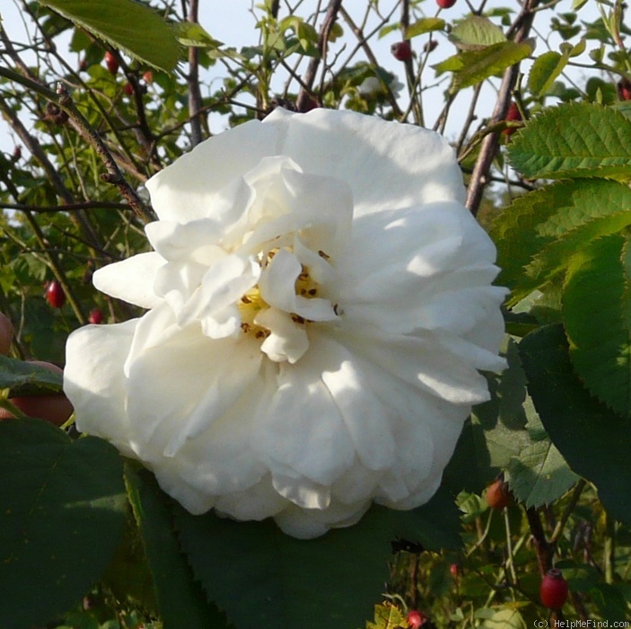 '<i>Rosa X alba</i> var. <i>vineticola</i> (H. Braun)' rose photo